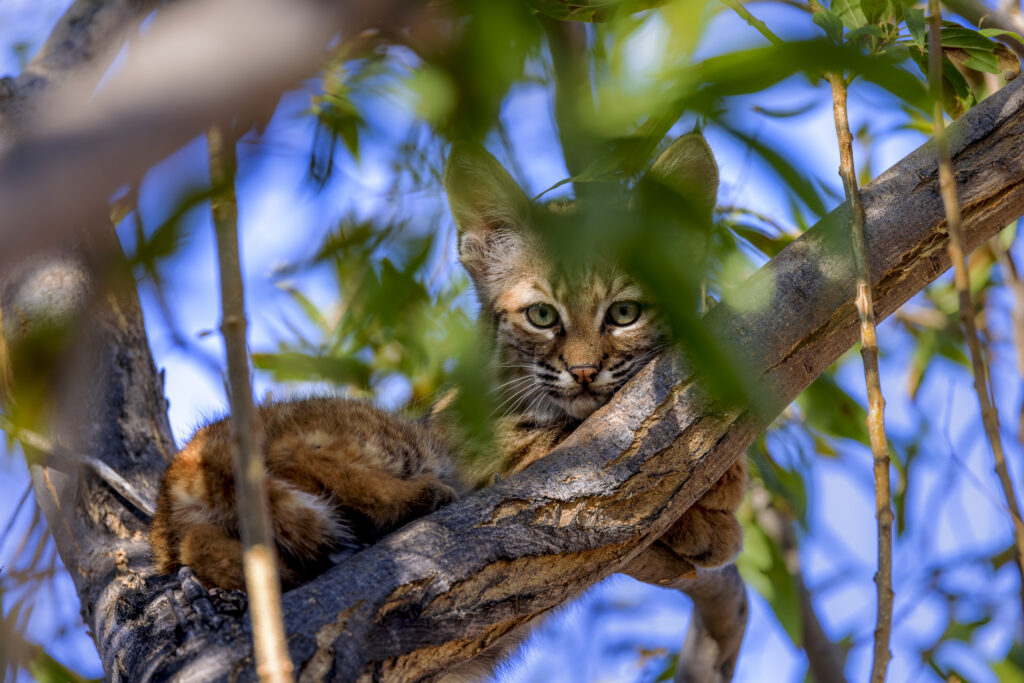 Bobcat Cub Fine Art Photo Print