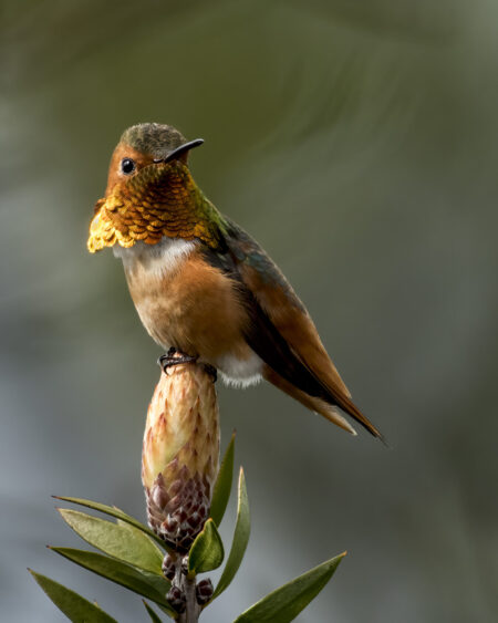 Allen's Hummingbird Fine Art Photo Print Perched on Flower