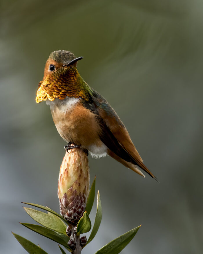 Allen's Hummingbird Fine Art Photo Print Perched on Flower