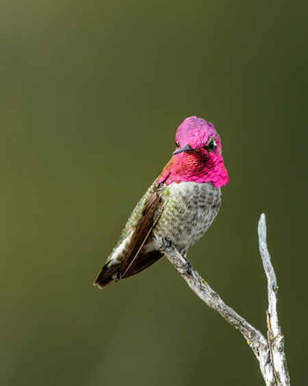 Anna's Hummingbird Fine Art Photo Print