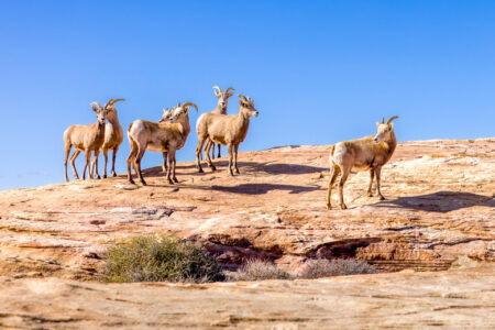 At the Top of the World Fine Art Photo Print Herd of Bighorn Sheep in Valley of Fire State Park