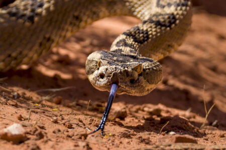 Back Off! Fine Art Photo Print of Rattlesnake in Red Cliffs Desert Reserve