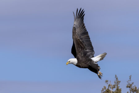 Bald Eagle Taking Flight Fine Art Photo Print