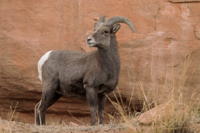 Bighorn Sheep on Ledge Fine Art Photo Print