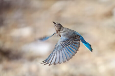 Bluebird in Flight Fine Art Photo Print