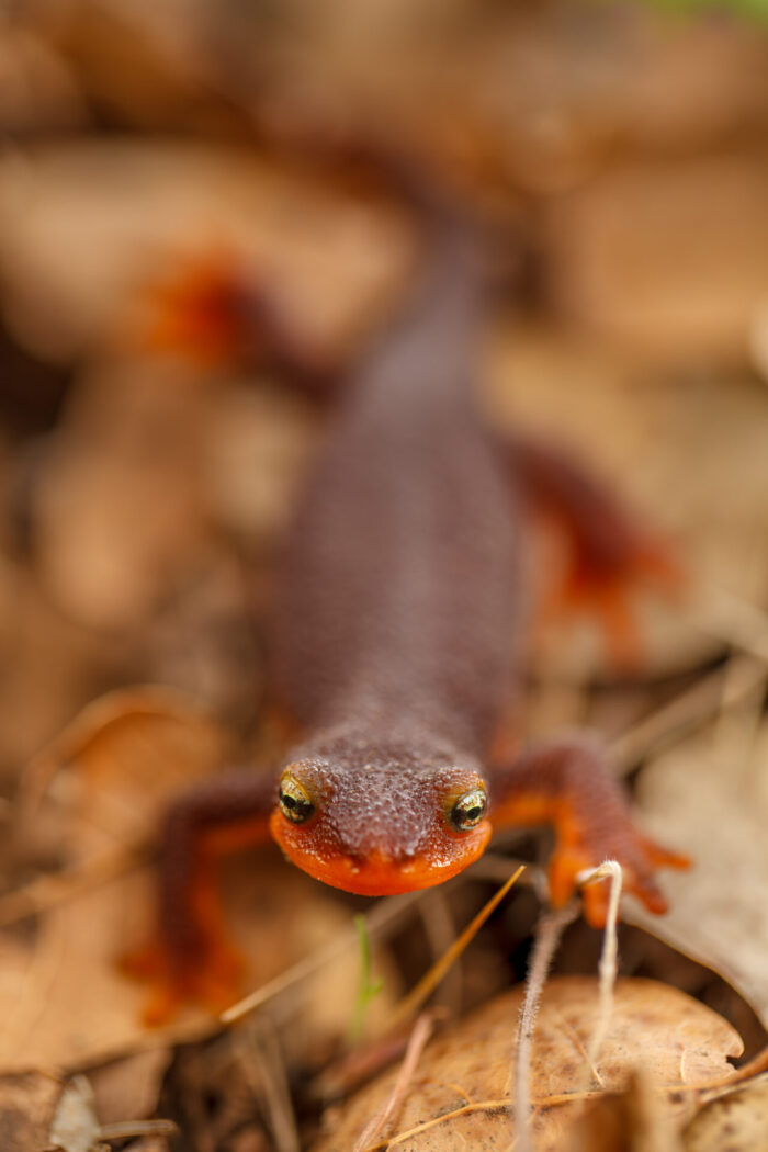 California Newt Fine Art Photo Print