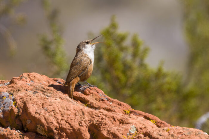 Canyon Wren Singing Fine Art Photo Print in Red Cliffs Desert Reserve