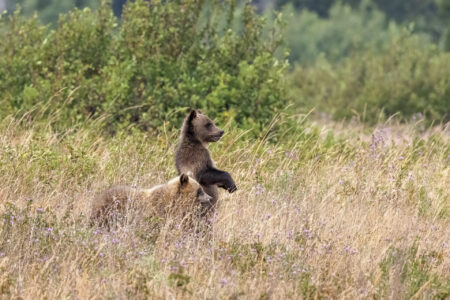 Come Tonto! Fine Art Photo Print of Grizzly Bear Cubs in Glacier National Park