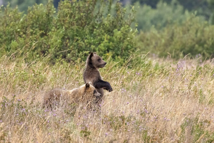 Come Tonto! Fine Art Photo Print of Grizzly Bear Cubs in Glacier National Park