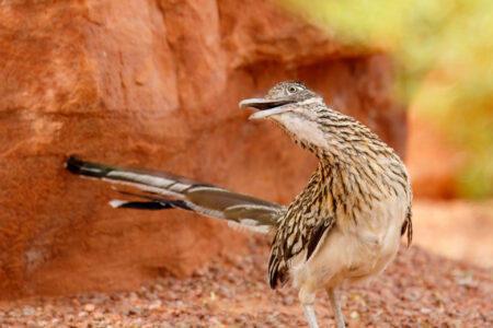 Curious Roadrunner Fine Art Photo Print