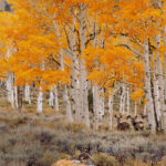 Deer in Orange Forest Fine Art Photographic Print