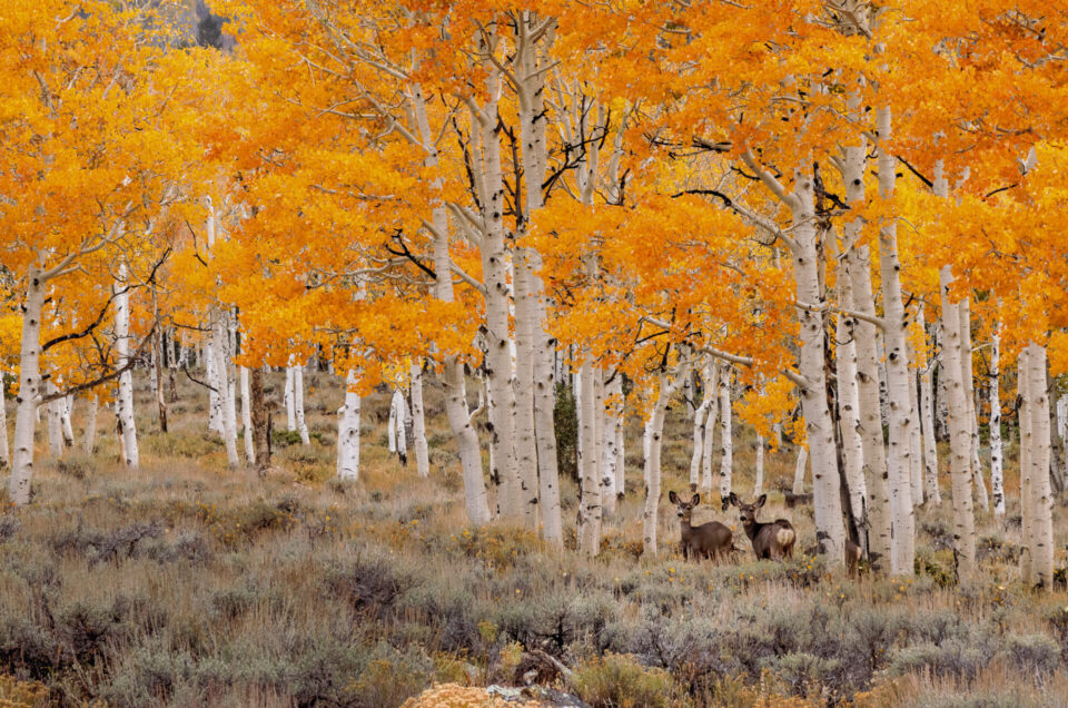 Deer in Orange Forest Fine Art Photographic Print