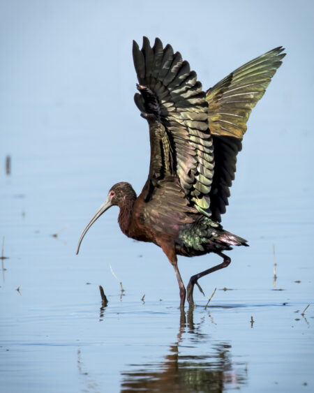 Glossy Ibis Fine Art Photo Print Raising Wings in Wildlife Refuge