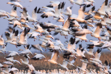 Glowing Gaggle of Geese Fine Art Photo Print in Wildlife Refuge