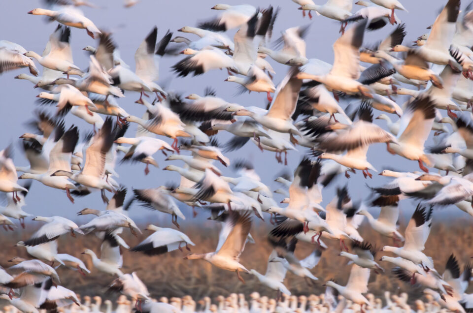 Glowing Gaggle of Geese Fine Art Photo Print in Wildlife Refuge