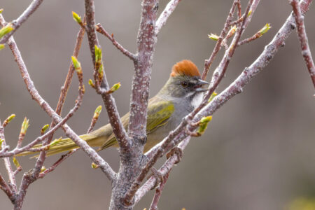 Green-tailed Towhee Fine Art Photo Print in Zion National Park