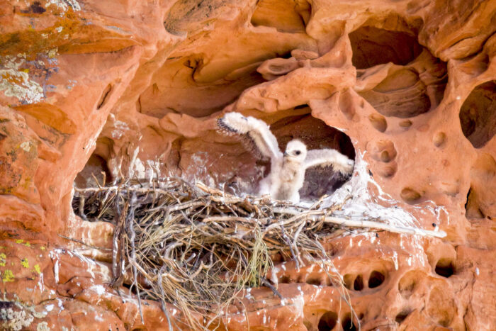 I Can Fly! Fine Art Photo Print of Red-tailed Hawk chick in nest