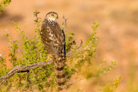 Immature Cooper's Hawk Fine Art Photo Print