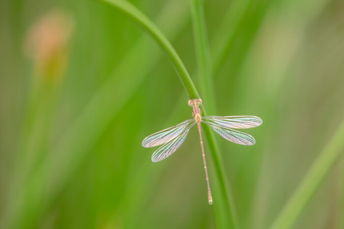 Iridescent Spreadwing Fine Art Photo Print