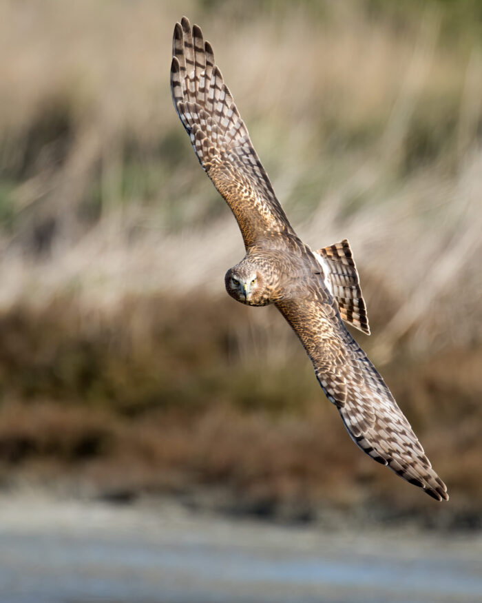 Northern Harrier Swoops In Fine Art Photo Print On the Lookout for Prey