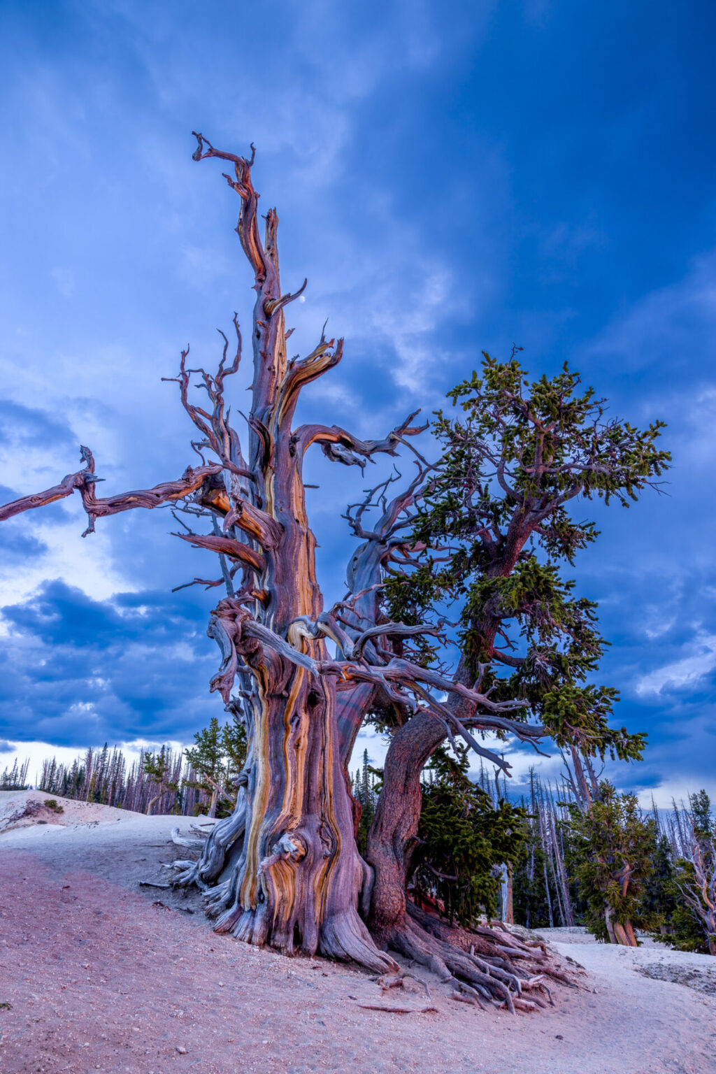 A Bristlecone Pine tree in Cedar Breaks National Monument basking in the red glow of a sunset.