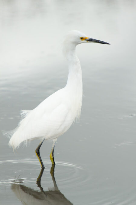 Snowy Egret in Soft Light Fine Art Photo Print Searches for Food in Wildlife Refuge