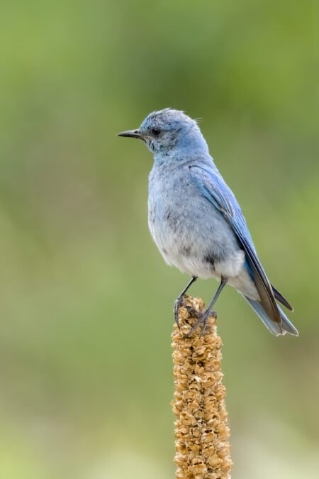 ZionBluebird