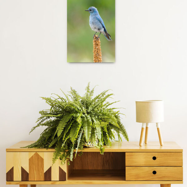 ZionBluebirdWallDisplay