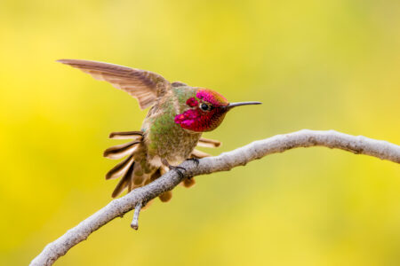 Hummingbird Stretch Fine Art Photo Print