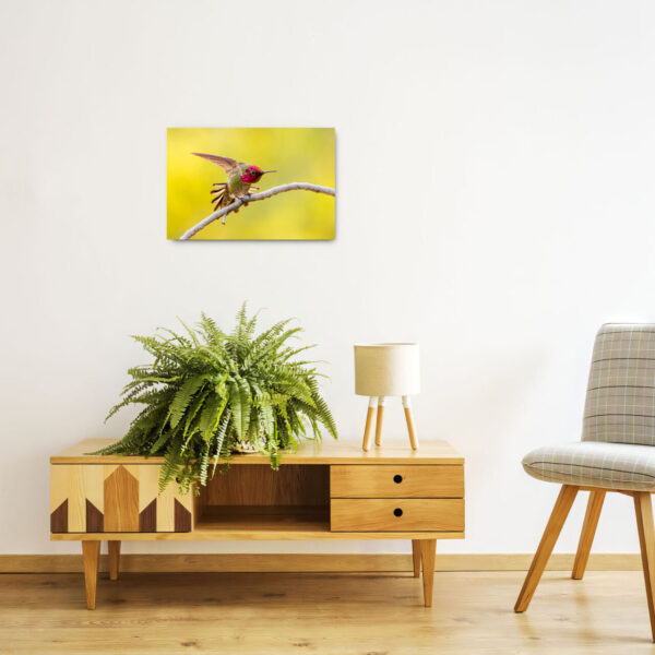 HummingbirdStretchWallDisplay