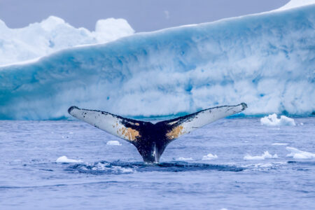 GreenlandicWhaleTales1