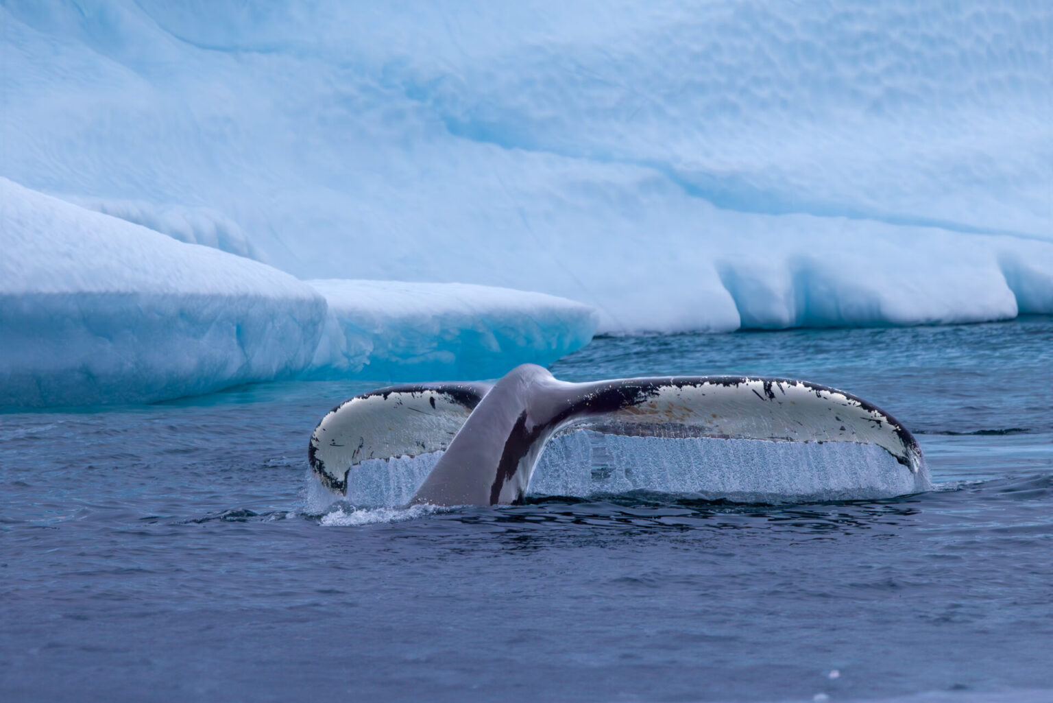 Greenlandic Whale Tales 2 Fine Art Photographic Print