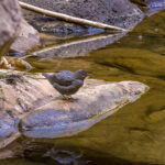 American Dipper by Stream