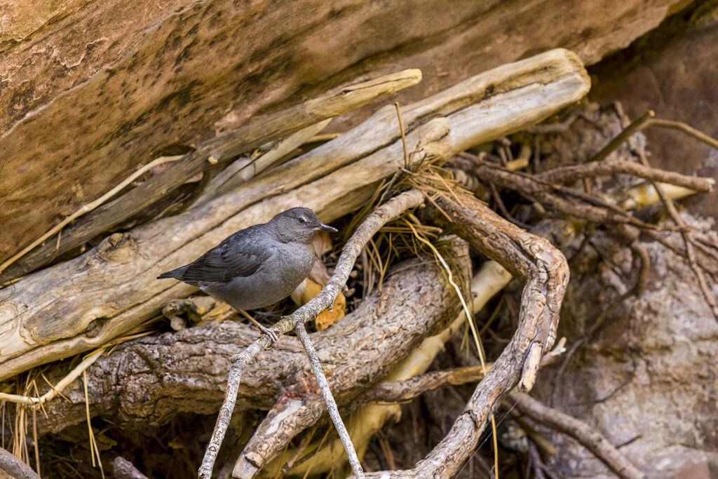 American Dipper in Fallen Tree