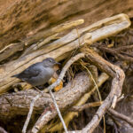 American Dipper in Fallen Tree