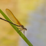 American Rubyspot on Plant Frond