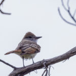 Ash-throated Flycatcher on Branch