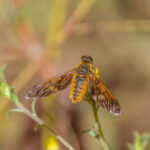 Bee Fly on Flower