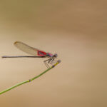 Canyon Rubyspot on Branch