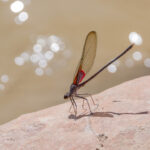 Canyon Rubyspot on Rock