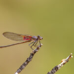 Canyon Rubyspot on Twig