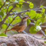 Canyon Wren on Rock