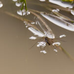 Common Water Strider Walking on Water