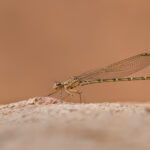 Dancer with Eggs on Body