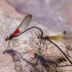 Dancers Mating on Rock