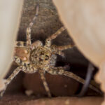 Dark Fishing Spider Hiding in Rocks