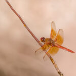 Flame Skimmer on Twig