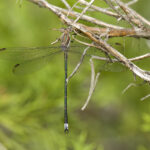 Great Spreadwing on Twigs