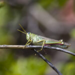 Green Bird Grasshopper on Twig