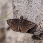 Juvenal's Duskywing on Rock